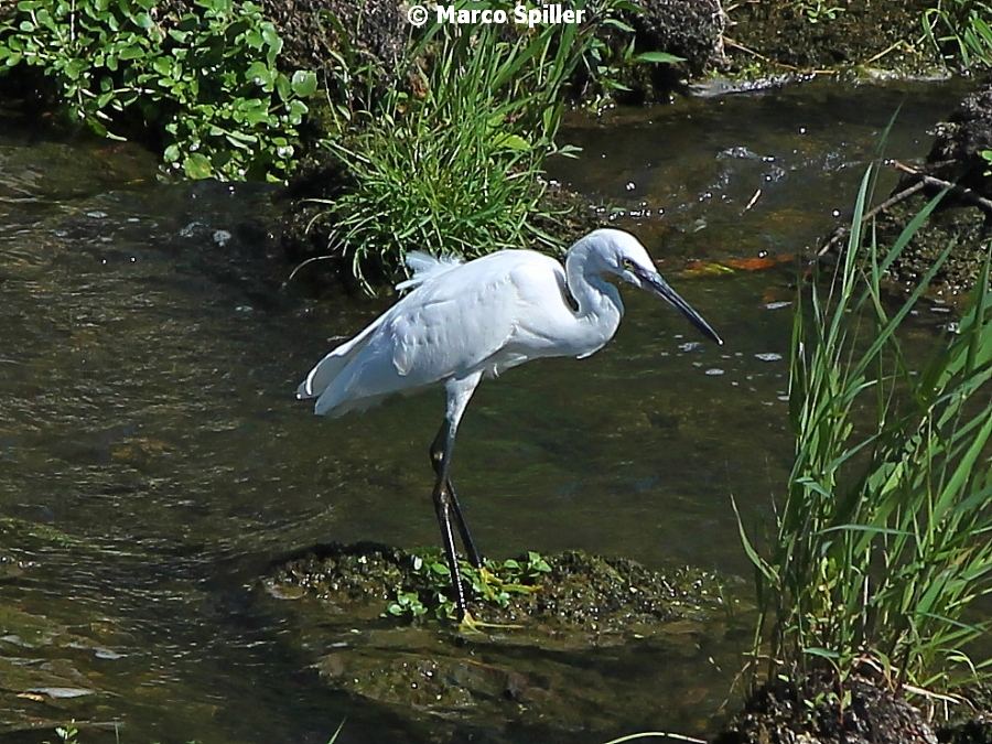 Egretta garzetta